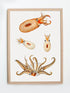 vintage octopus wall art
